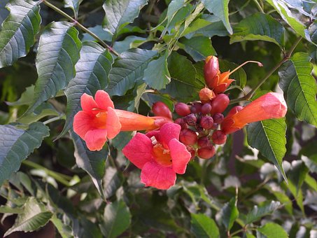 Free Milim Flower photo and picture