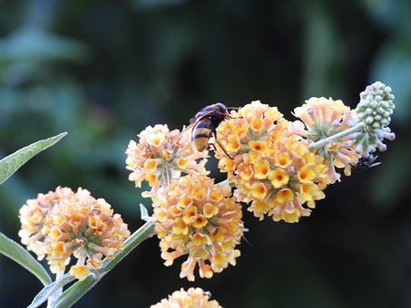 Free Flower Wasp photo and picture