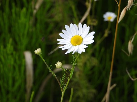 Free Chamomile Field Flower photo and picture