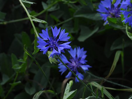 Free Cornflower Flower photo and picture