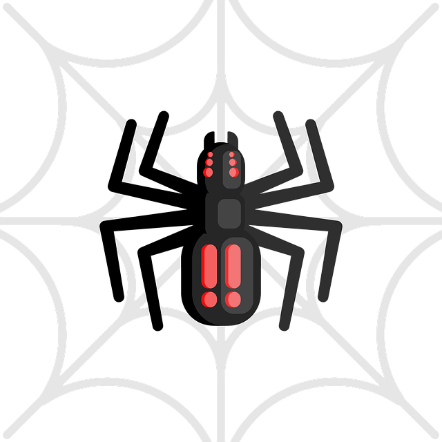 Free spider insect nature illustration