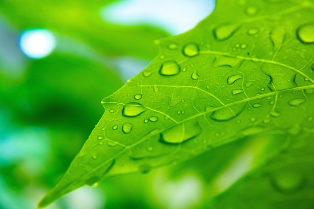 Leaf, วอลล์เปเปอร์ฟรี, Background