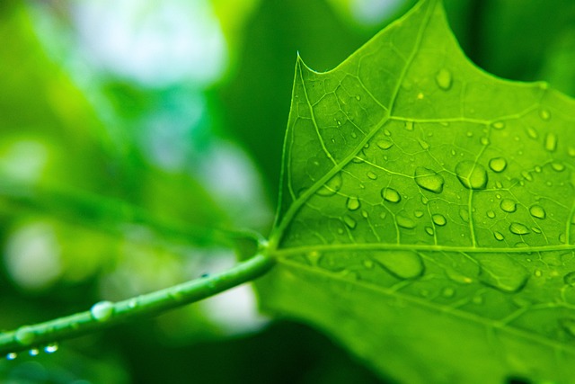 Leaf, Background, วอลล์เปเปอร์ที่สวยงาม