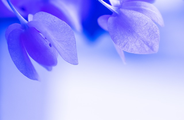 Flower, Blue, Background, Beauty, Nature