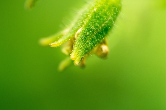 Leaf, Background, Nature