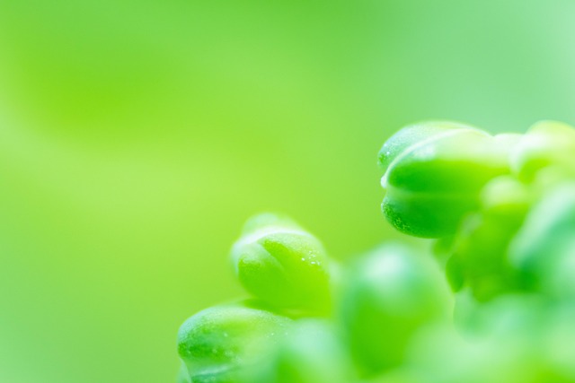 Leaf, Background