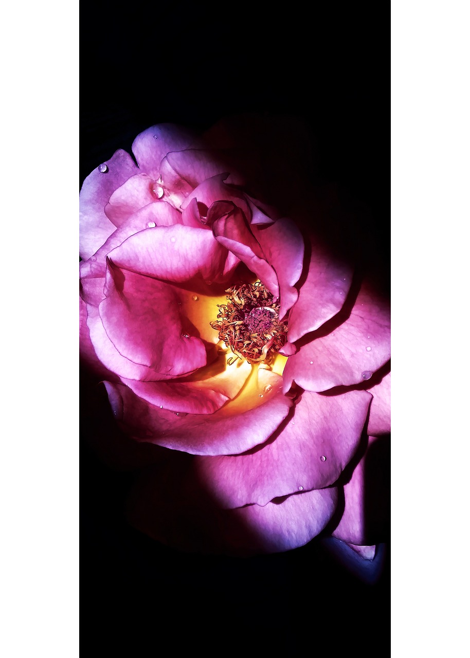 Flower Petal Rose Free photo on Pixabay Pixabay