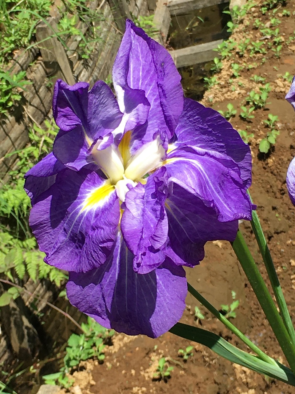 Flower In Free Photo On Pixabay Pixabay flower-in-free-photo-on-pixabay-pixabay