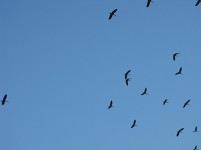Free Bird Flying Bird photo and picture