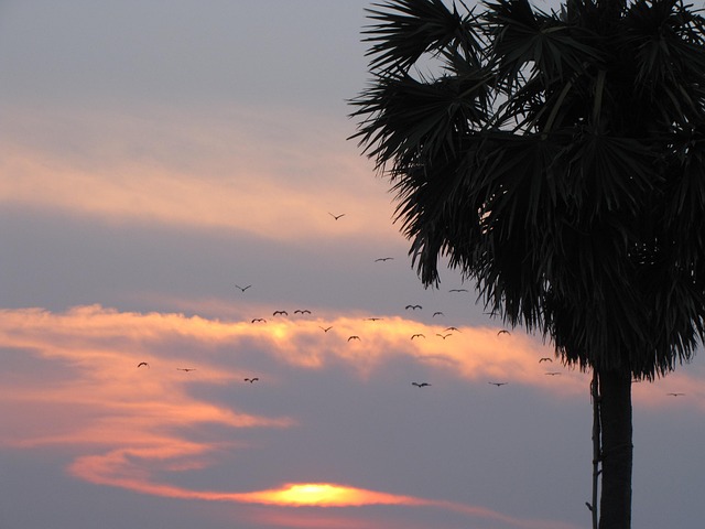 Free Bird Flying Palm Tree photo and picture