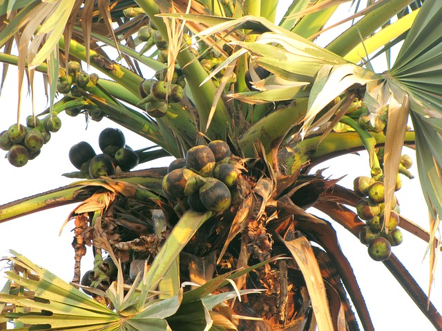Free Palm Tree Palm Fruit photo and picture
