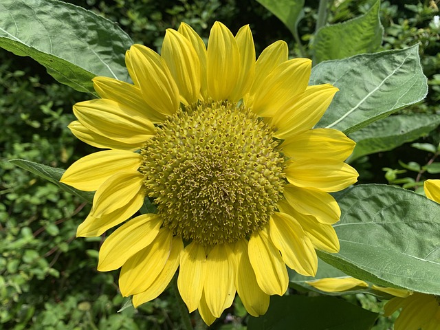 Free Sunflower Yellow photo and picture