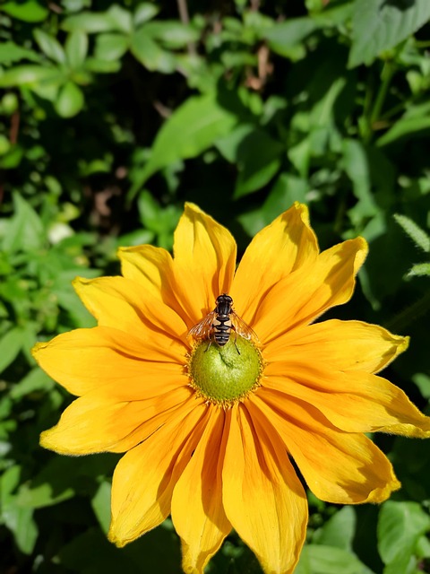 Free Yellow Flower photo and picture