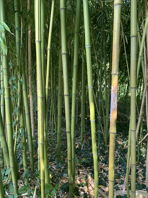 Free Bamboo Forest photo and picture