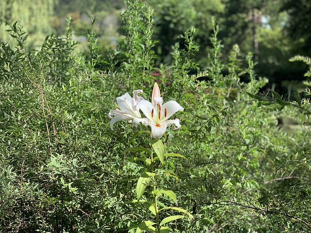 Free Lily Flower photo and picture