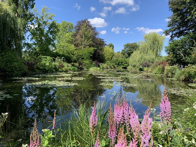 Free Water Lilies Lake photo and picture