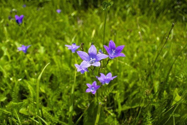 Kvetina, Zvonček, Kvet, Leto, Flora