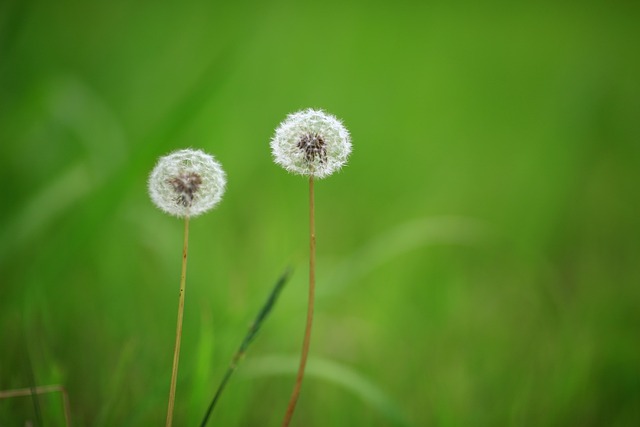 Dente De Leão, Dandelion Hall