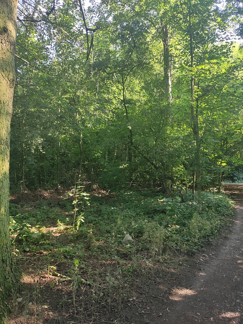 Free Forest Path Trees photo and picture