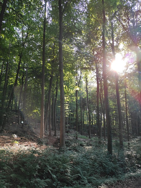 Free Forest Sunshine photo and picture