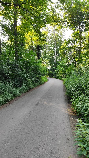 Free Road Forest photo and picture