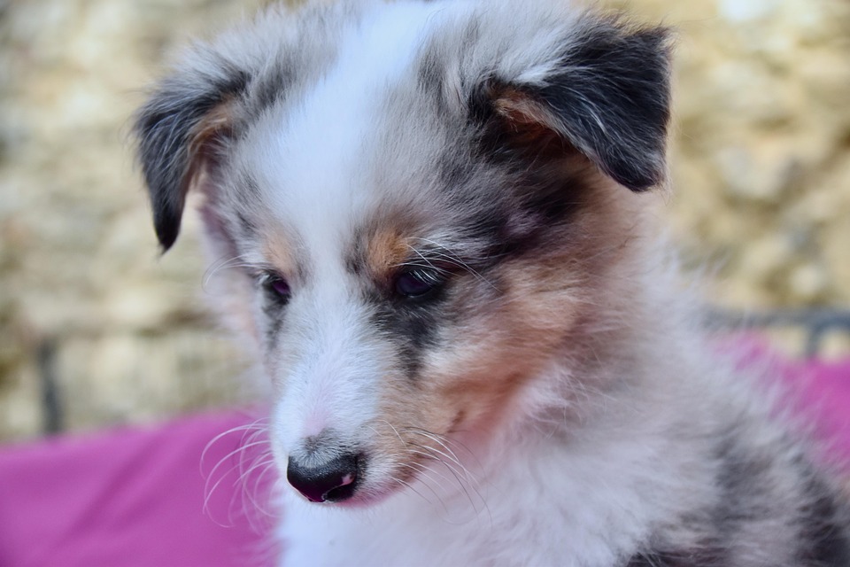 子犬 若い犬 犬シェトランド牧羊犬 Pixabayの無料写真