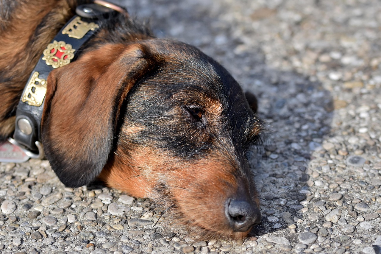 Dachshund - free online jigsaw puzzle photo
