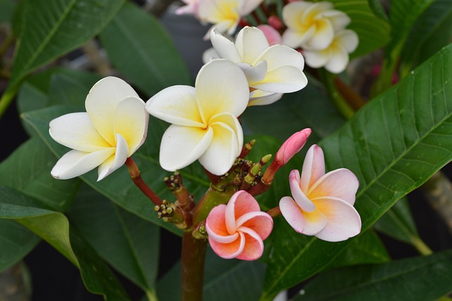 Free Flower Nature photo and picture