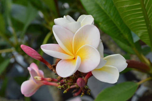 Free Frangipani Plumeria photo and picture