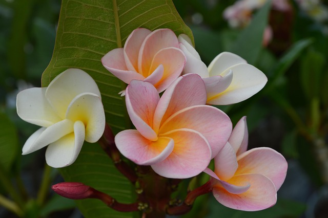 Free Frangipani Plumeria photo and picture