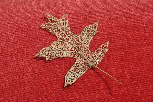 Free Leaf Leaves photo and picture