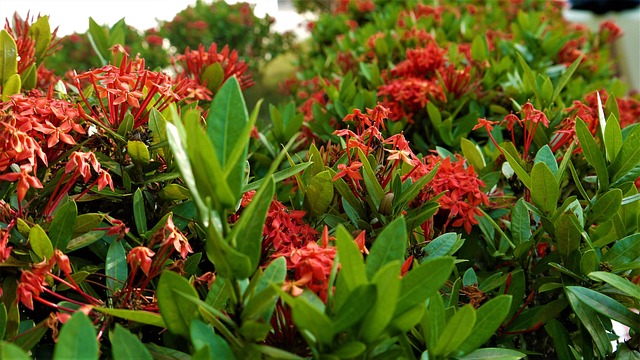 Free Flowers Green photo and picture