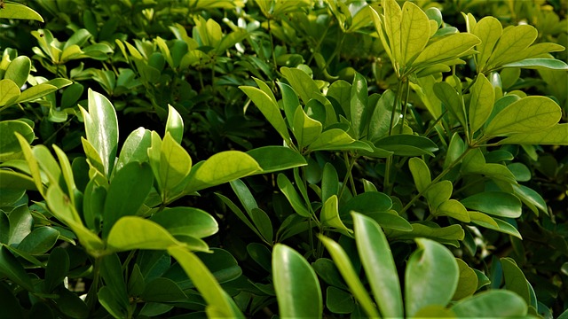 Free Green Sheets photo and picture