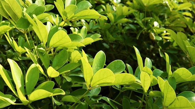Free Nature Green photo and picture