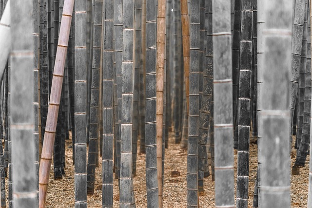 Free Bamboo Bamboo Grove photo and picture