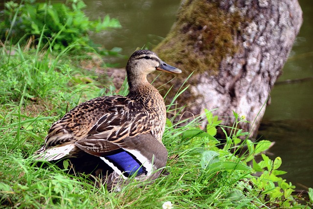 Free Duck Mallard photo and picture