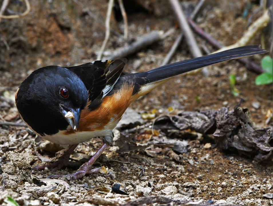 Bird Towhee Wildlife Free photo on Pixabay