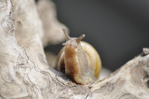 Free Snail Clam photo and picture