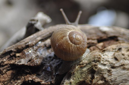 Free Snail Clam photo and picture