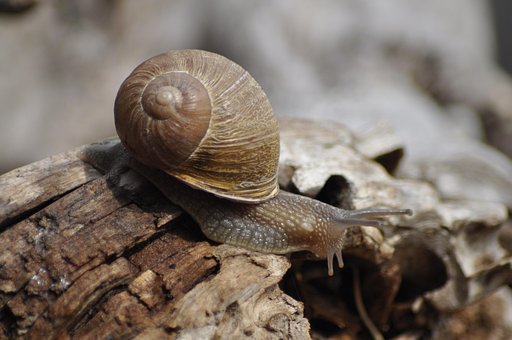 Free Snail Clam photo and picture