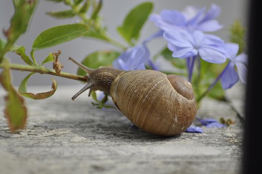 Free Snail Clam photo and picture