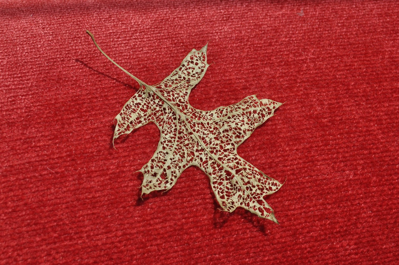 Free Leaf Leaves photo and picture