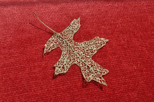 Free Leaf Leaves photo and picture