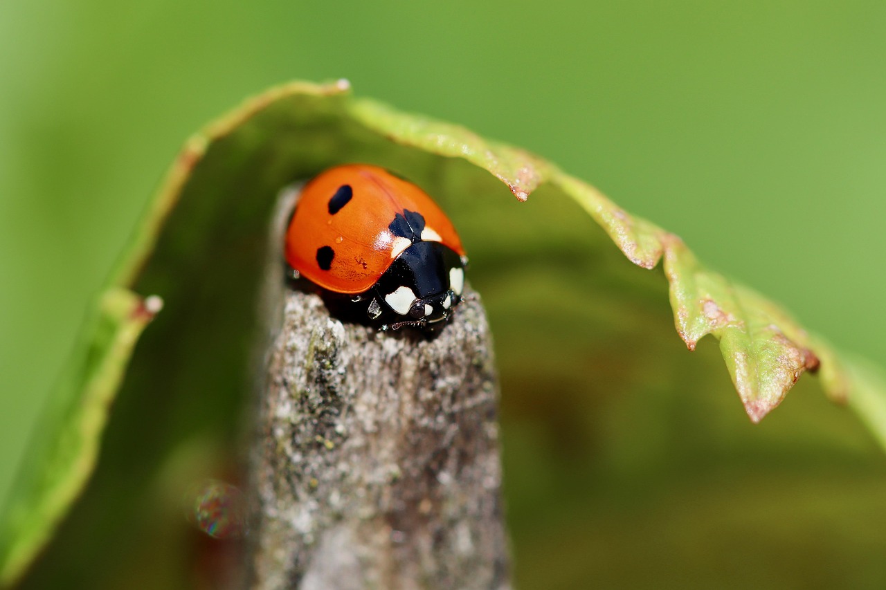 Download free HD stock image of Ladybug Beetle Free Ladybug Beetle photo and picture