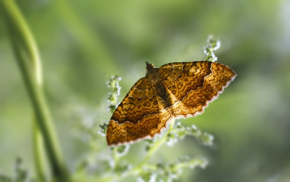  Foto zu Schmetterling Insekt Natur - Kostenloses Foto auf Pixabay 