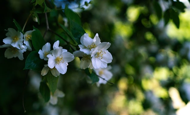 Free rose climbing rose guirlande d'amour illustration