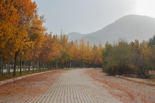 Free Trees Path photo and picture