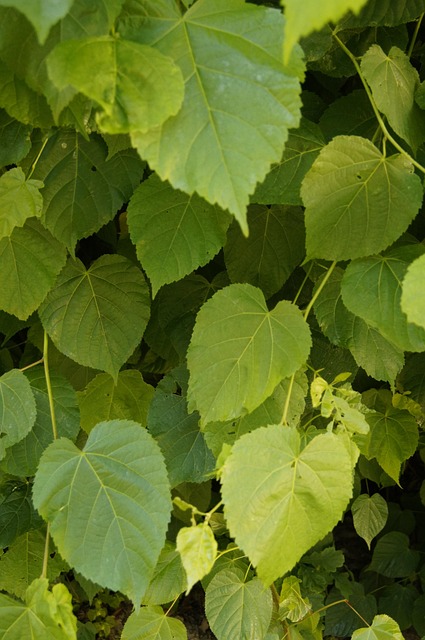 Free Magazine Foliage photo and picture