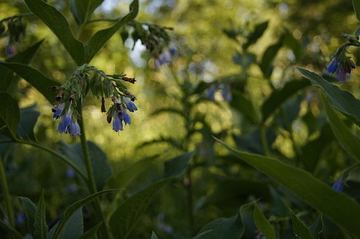 Free Flower Plant photo and picture