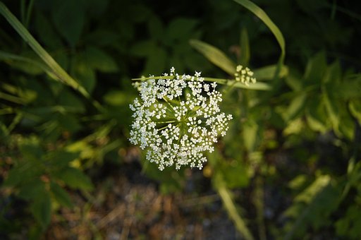 Free Flower Plant photo and picture